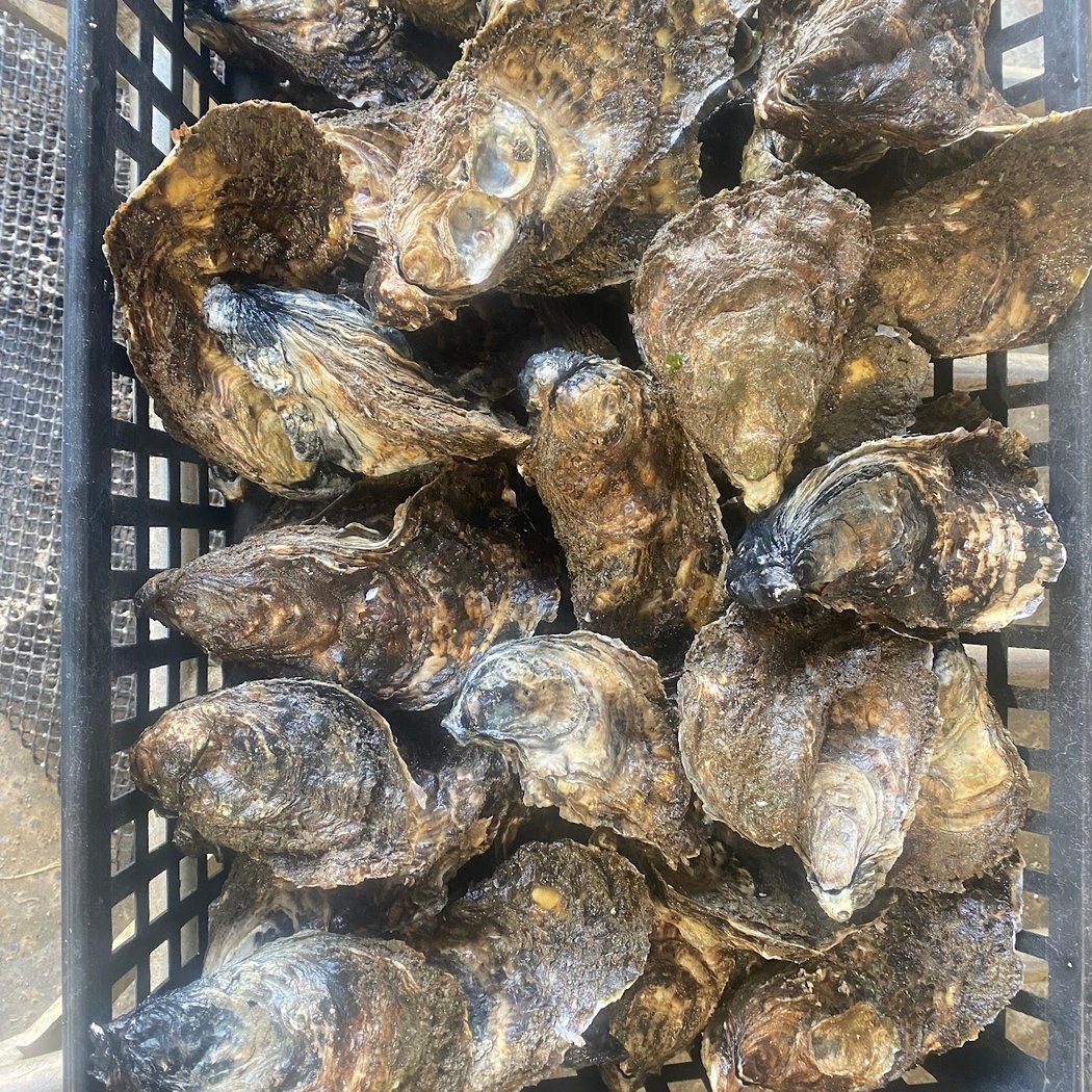 BARREAU - Les Huîtres Du Manoir (huîtres et Coquillages) MESQUER 3