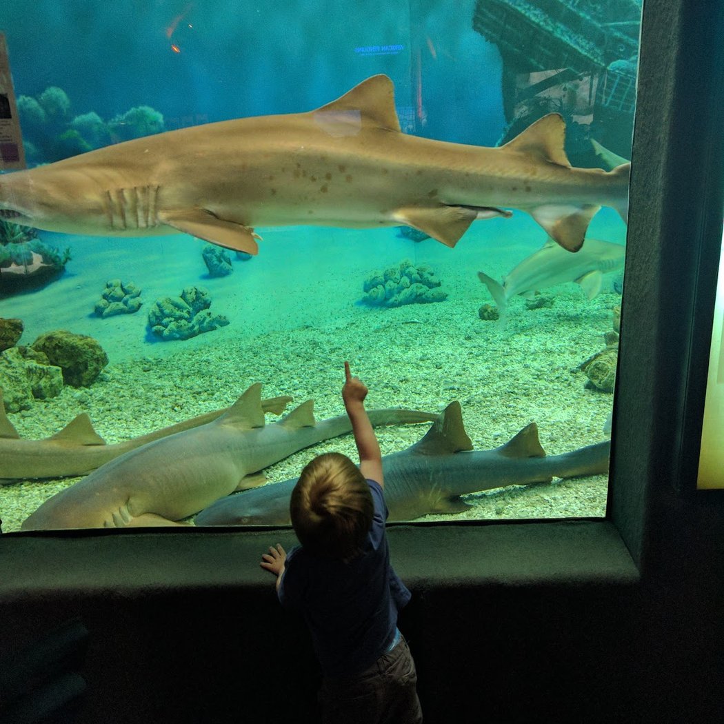 Jenkinson's Aquarium 3