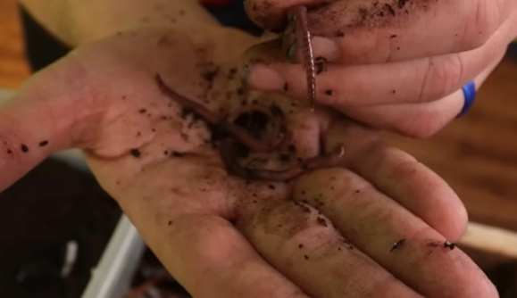 Worm-tastic Fun with Mr. Twisty 1