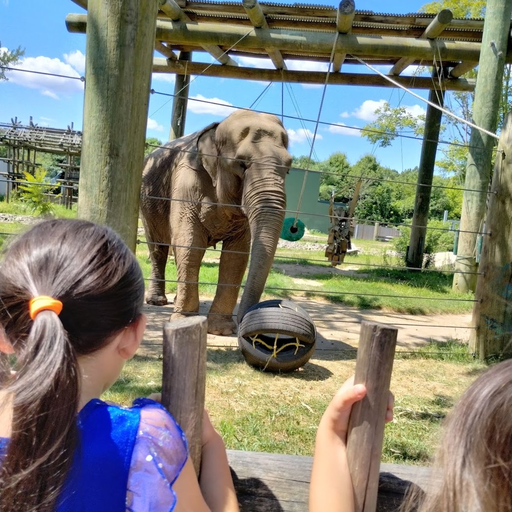 Elephant Appreciation Day 1