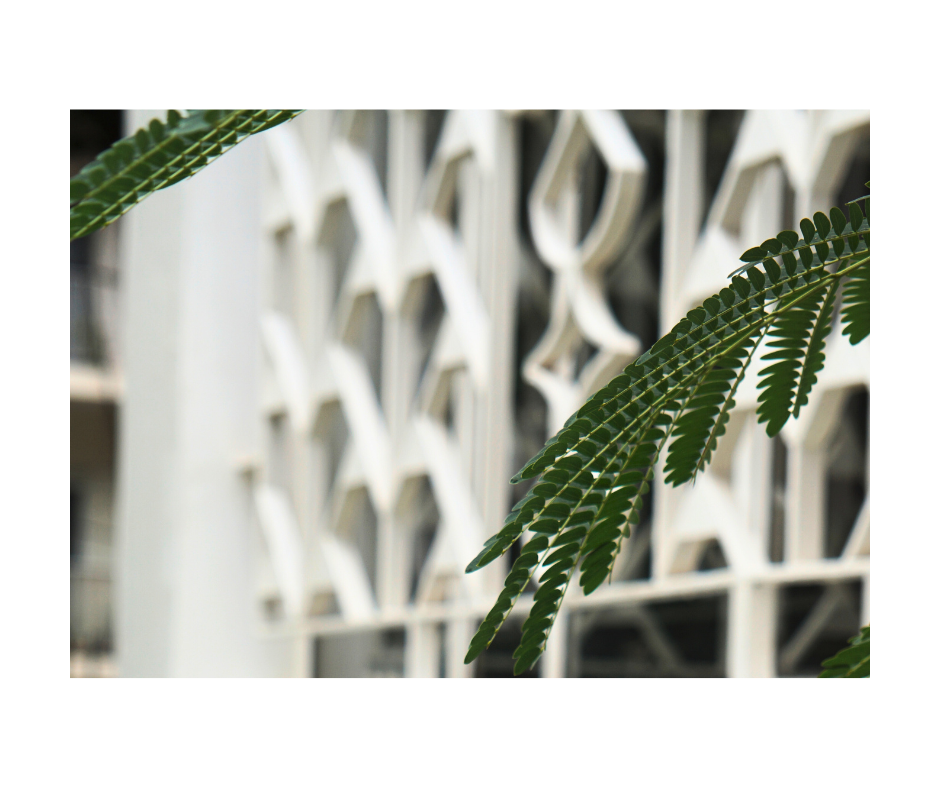 Institut Culturel Italien de Dakar 2