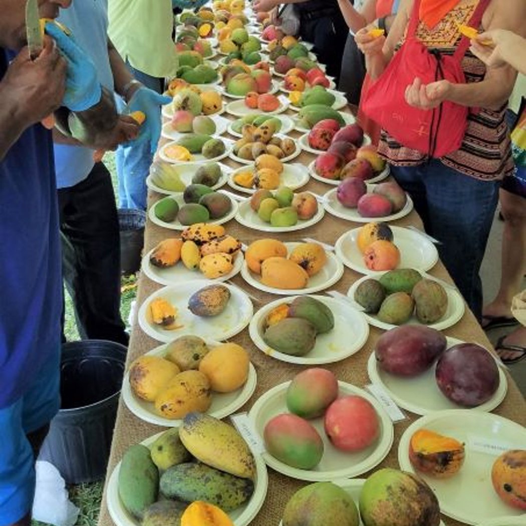 Mango Specialty Tour 2