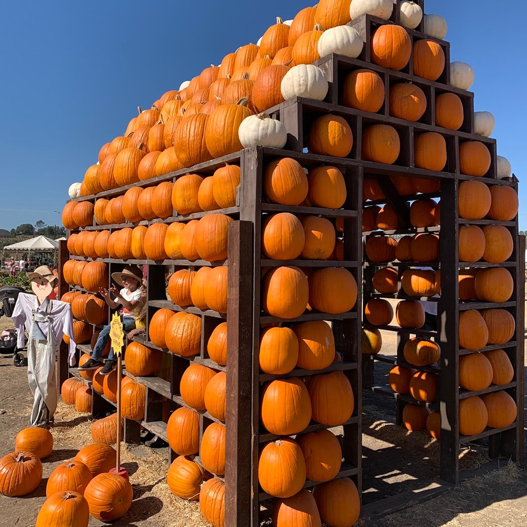 Pumpkin Patch 3