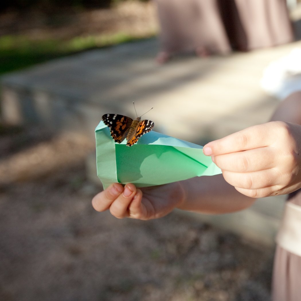 Butterfly Release Experience