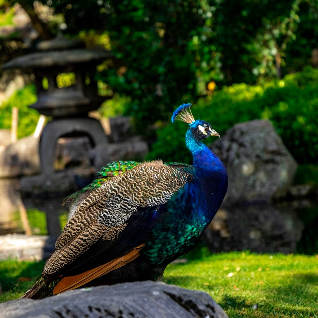 Kyoto Garden 4