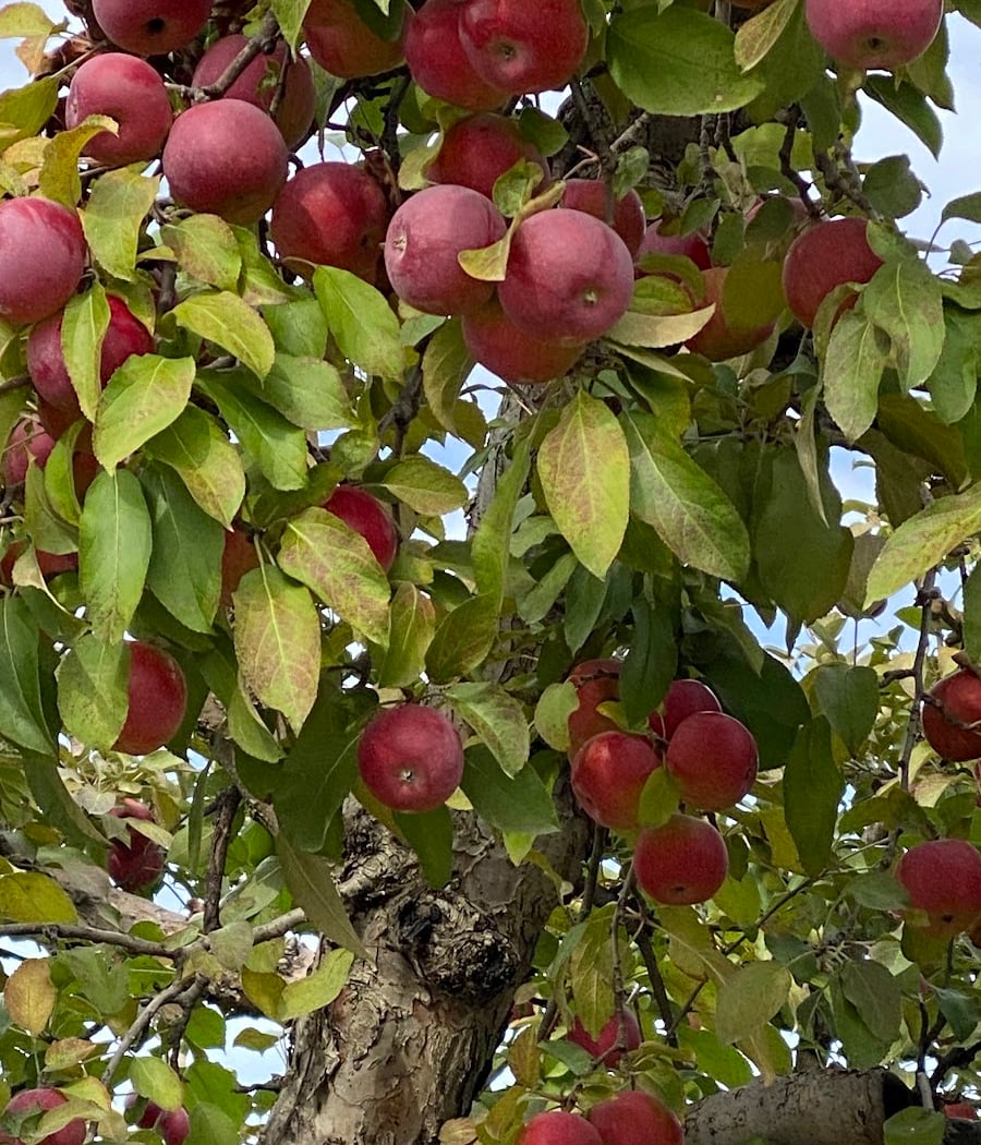 Locust Grove Fruit Farm 1