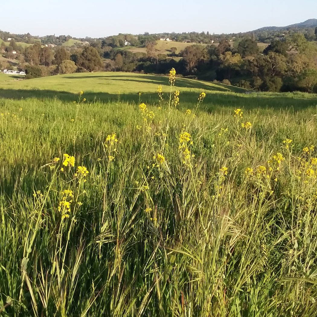 Arastradero Preserve Vista Point 2