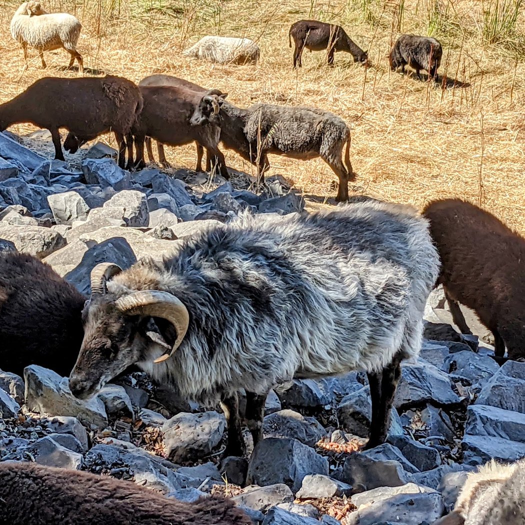 Beard Staging Area, Alameda Creek Regional Trail 1