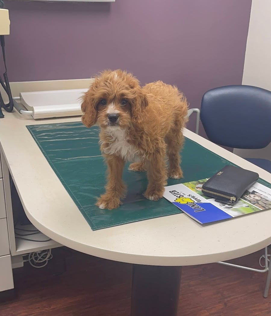 Westside Veterinary Center 2