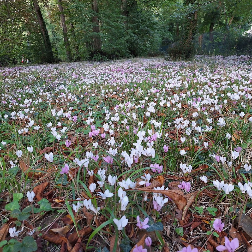 Parc des Grandes Brosses 1