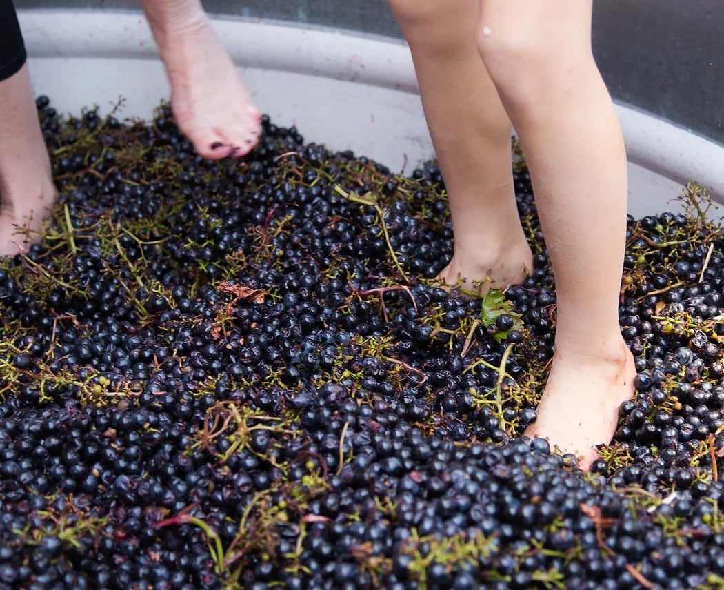 3rd Annual Grape Stomp Festival 3