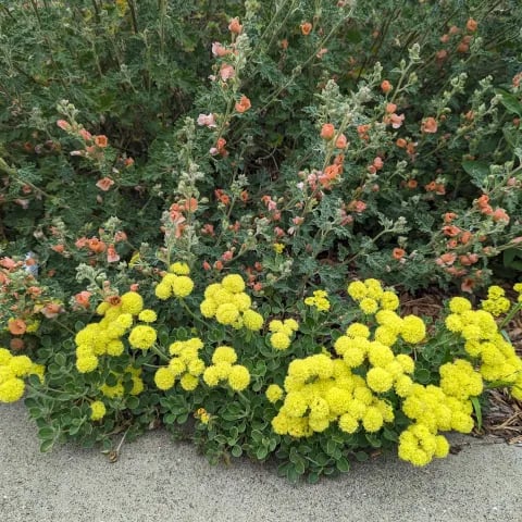 UC Master Gardener’s Native Plant Habitat Garden Tour 1