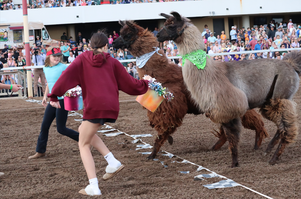 Unicorn & Llama Races 3