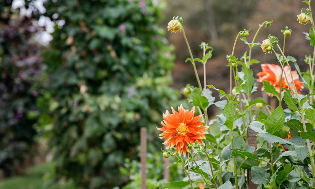 Beach Plum Farm 2