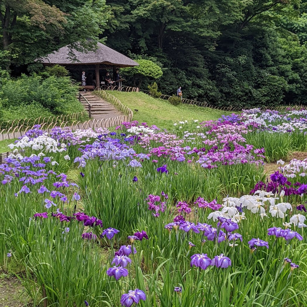 Meiji Jingu Gyoen 1
