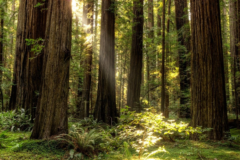Camp Redwoods 2026 2
