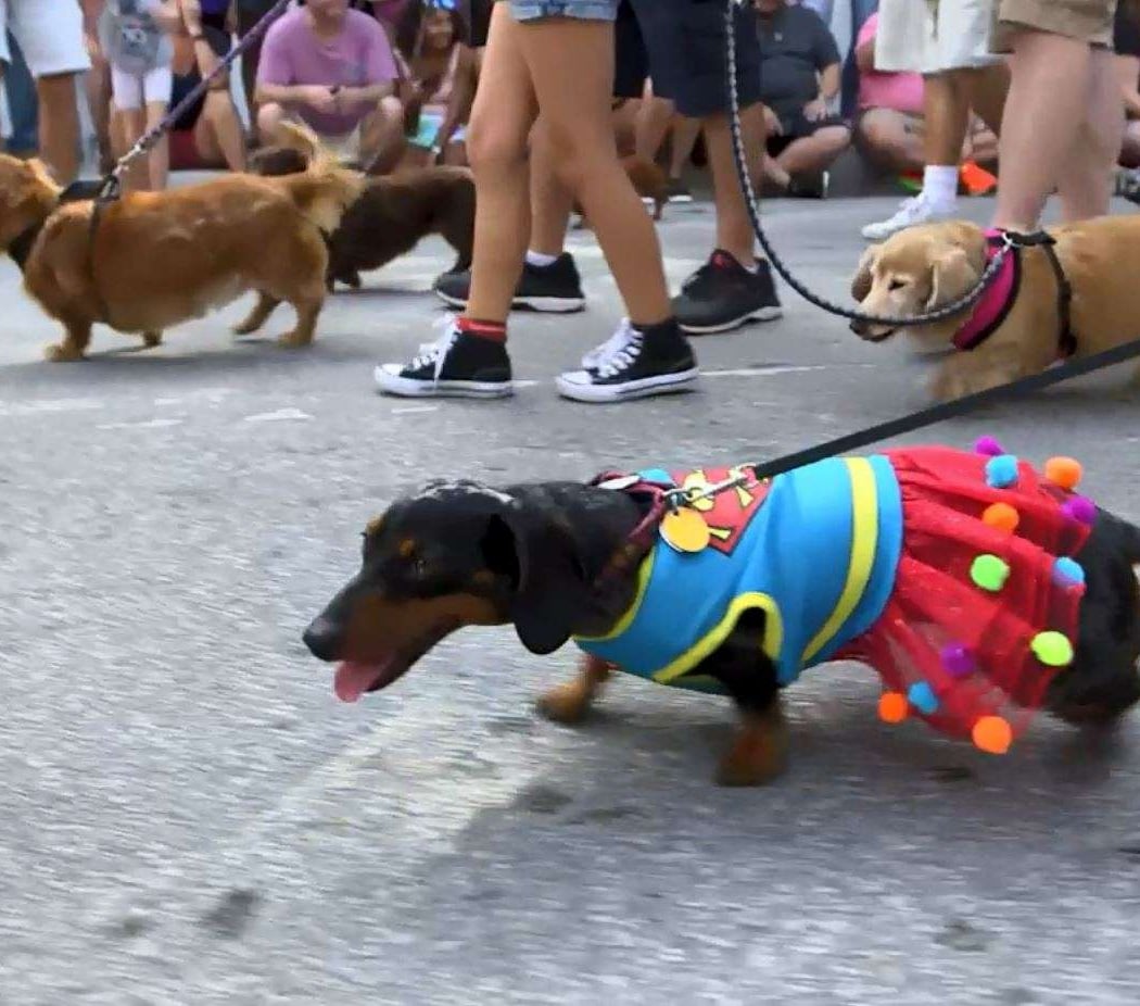 Wiener Dog Races 4