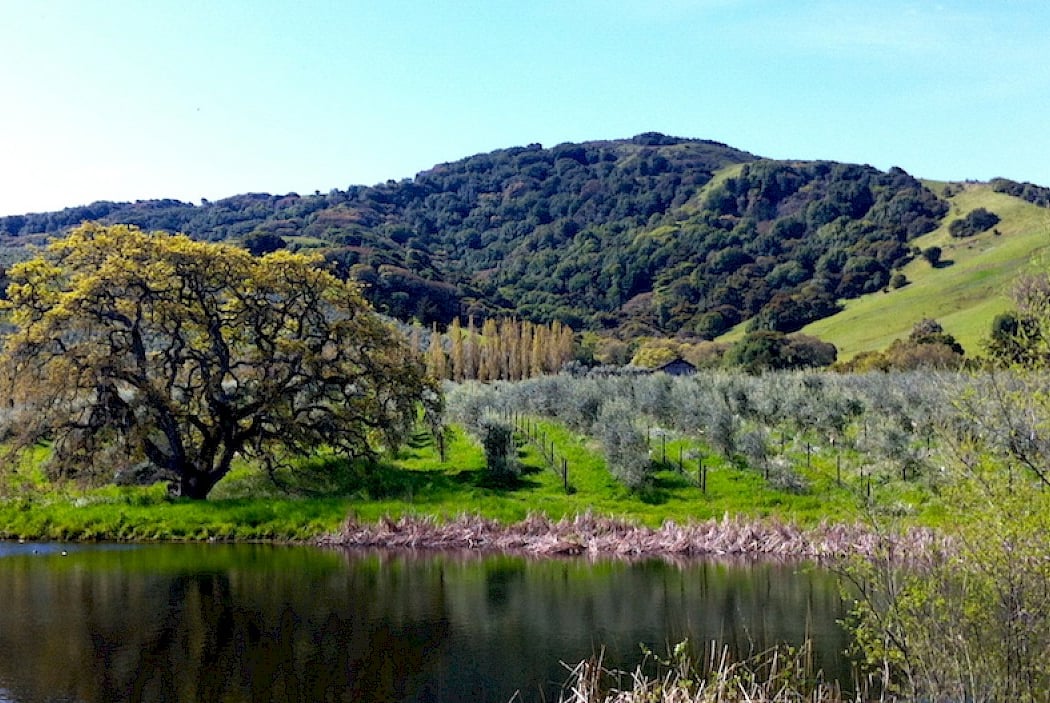 McEvoy Ranch 5