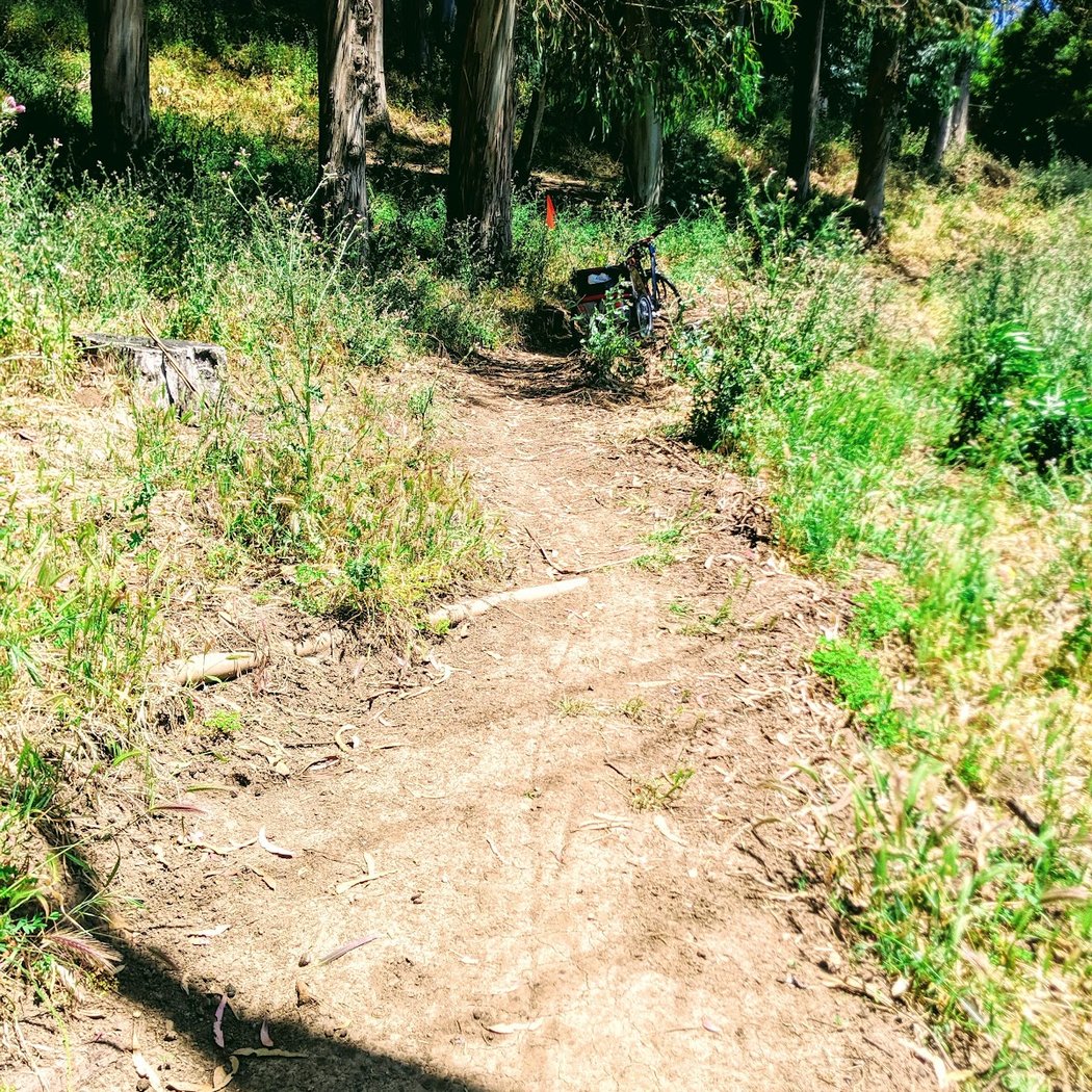 Sourgrass Path 2