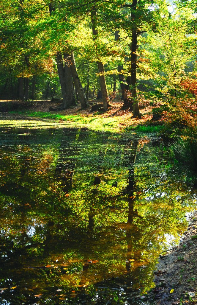Forêt domaniale de Saint-Germain 2