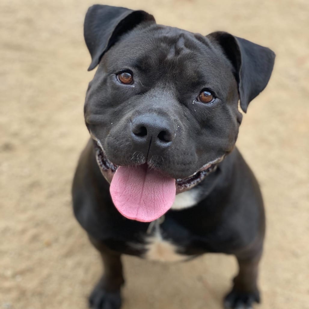 Pet Adoption Event 1