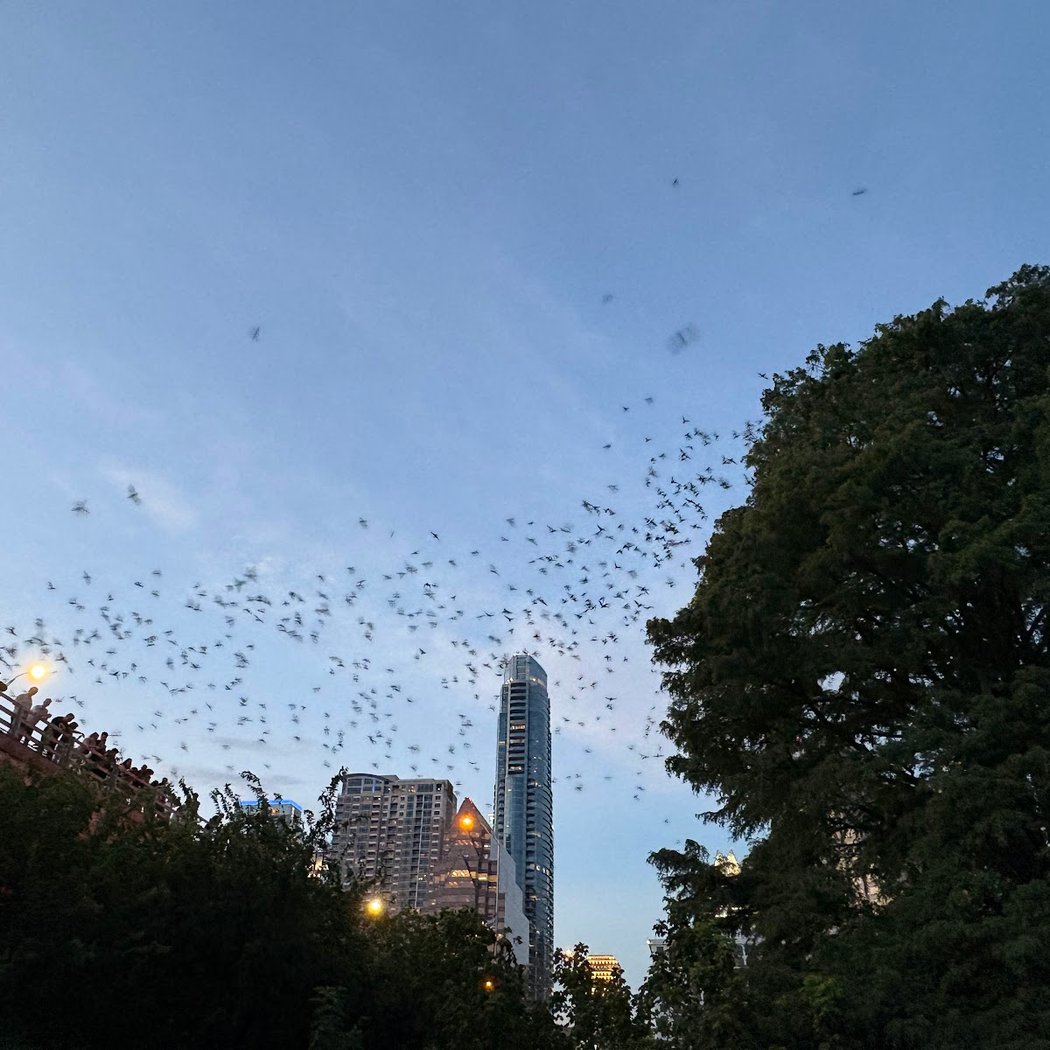 Bat Fest 1