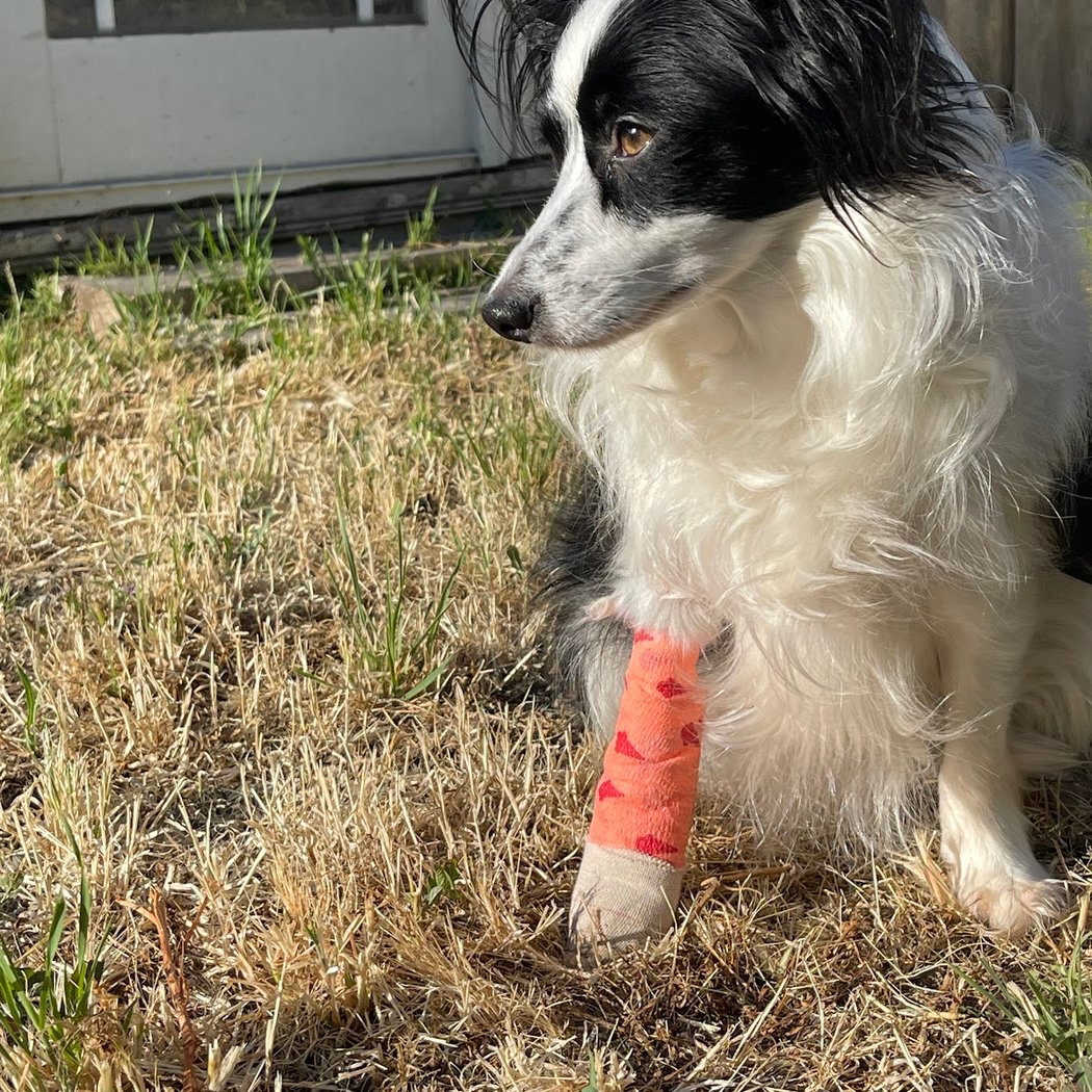 East Bay SPCA Theodore B. Travers Veterinary Clinic 3