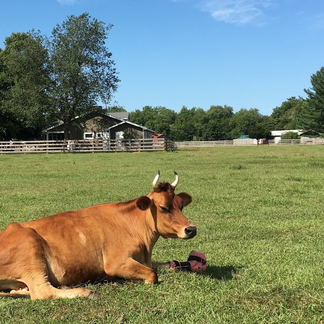 Woodstock Farm Sanctuary 3