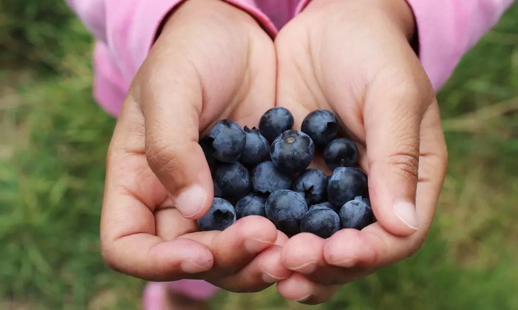 Wild Food & Ecology Tour with 'Wildman' Steve Brill 1