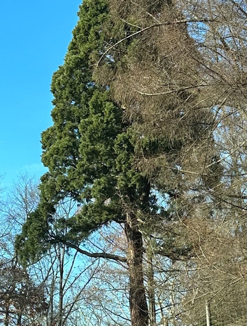 Giant Sequoia 4