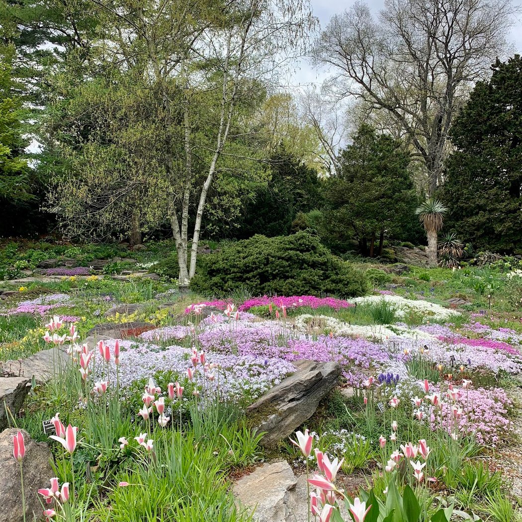 Rock Garden, NYBG 1
