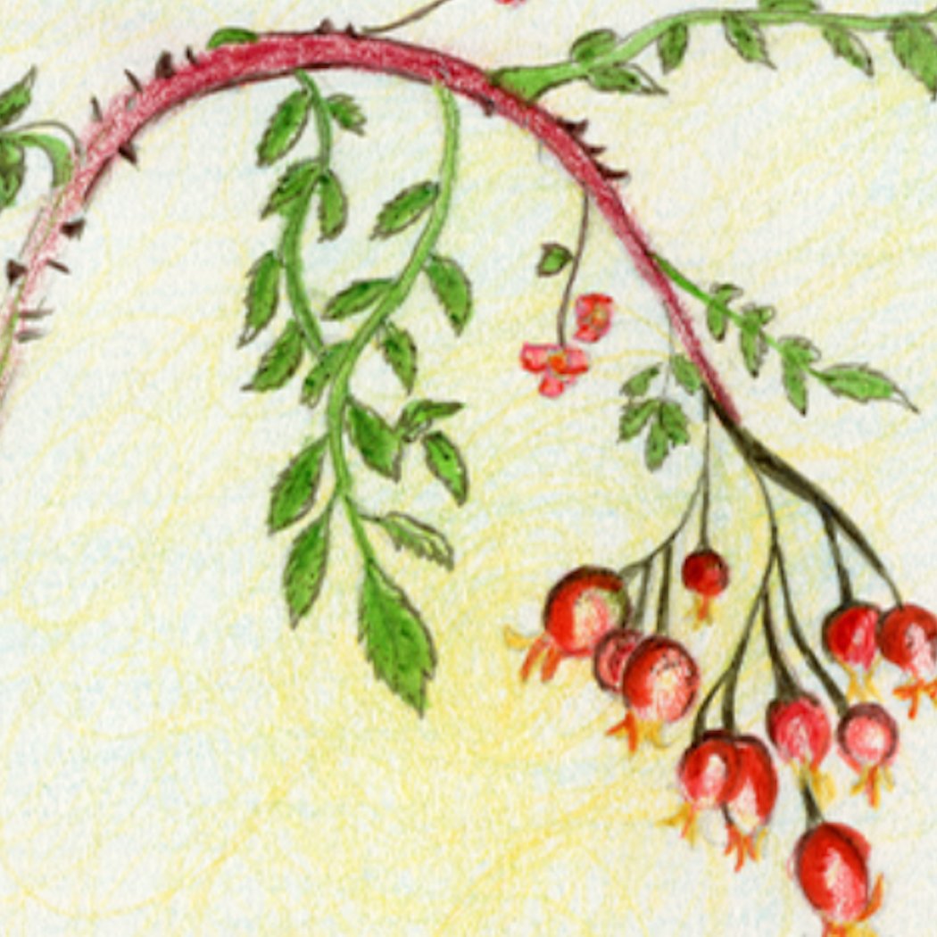 Honoring Our Relatives: The Teachings of Plants 1