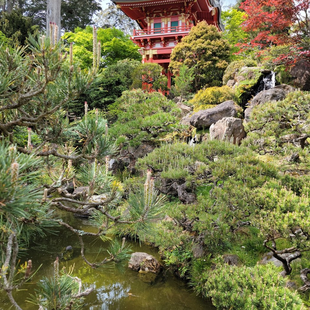 Japanese Tea Garden's Free Admission Hour 2