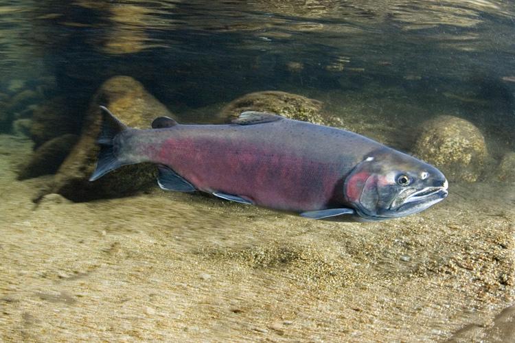 Salmon SEEson at 90th St Bridge 2