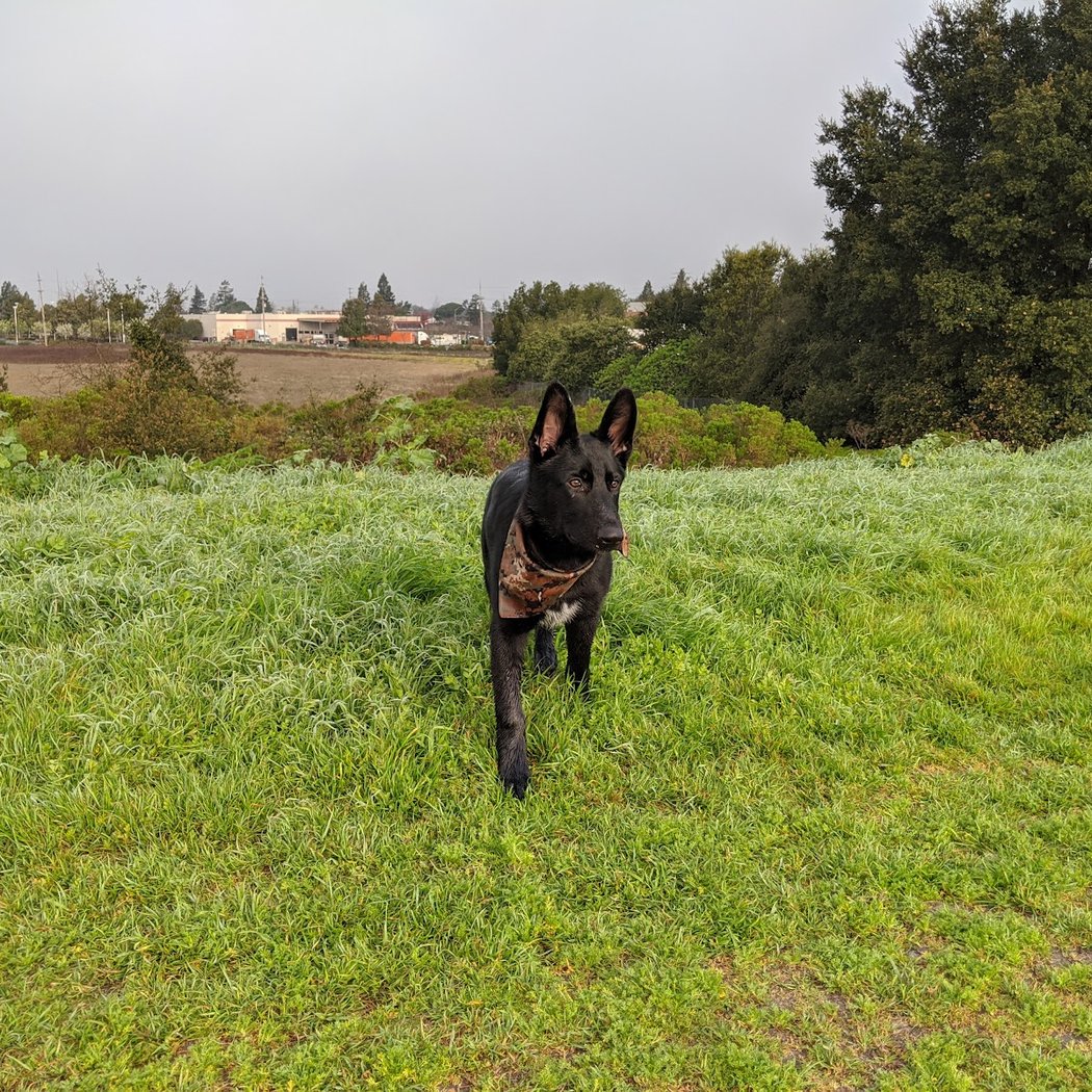 Rocky Memorial Dog Park 3