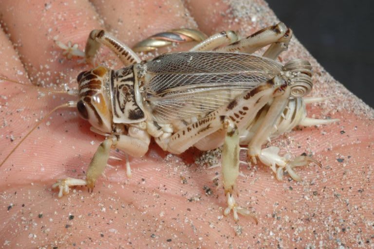 Cool Summer Nights: Insectopia 1