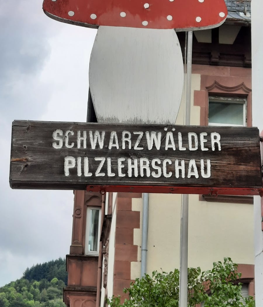 Black Forest Mushroom School 3