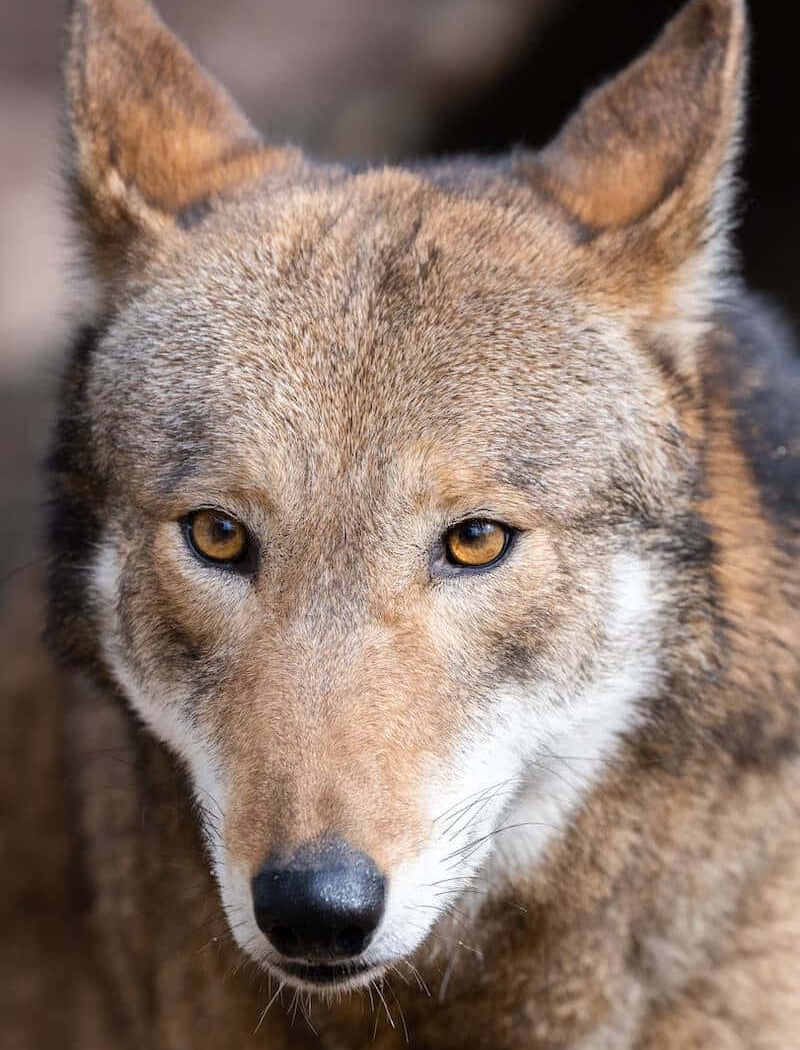 Wolf Week 4