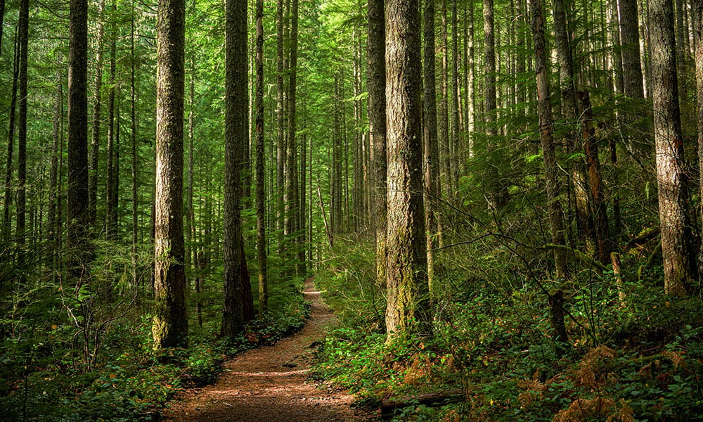 Forêt Domaniale de Fausses Reposes 1