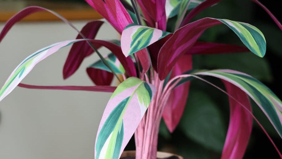 Atelier | Chill & Plant 1