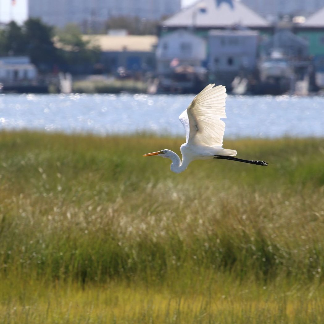 Jamaica Bay Nature Walk 1