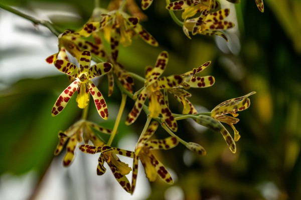 Mille et une orchidées 3