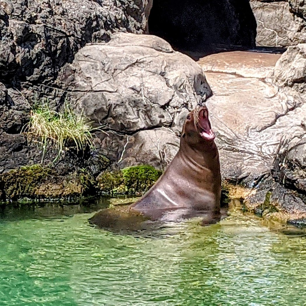 Sea Lion Show and Feeding 1