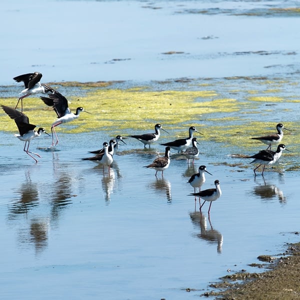 Novato Baylands Bird Walk