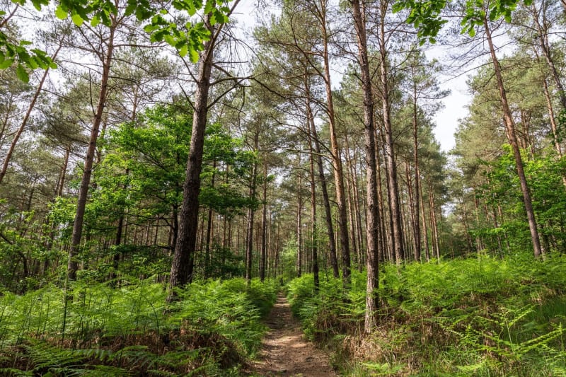 Andaine Forest 1