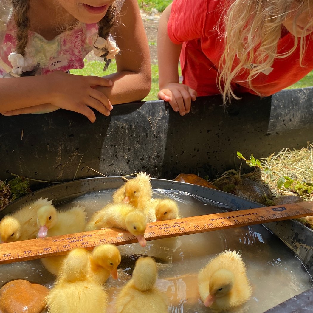 Farm Animals Summer Camp 2