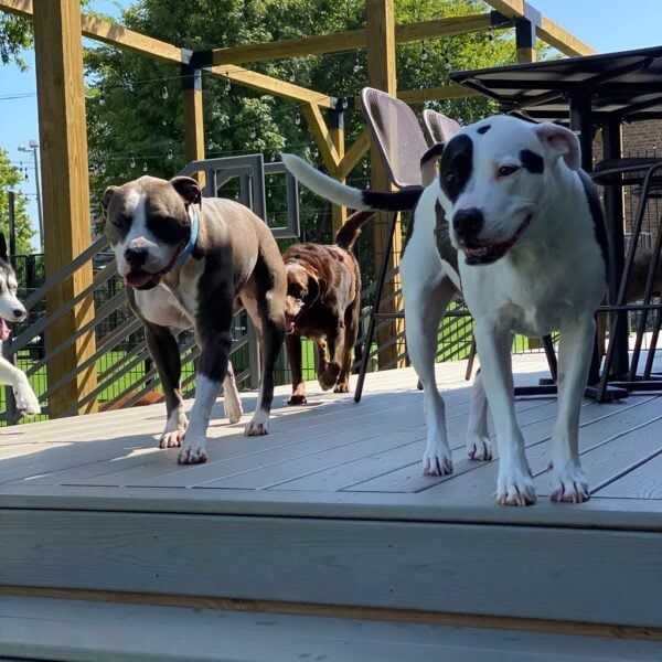 Breed Meet-up 2