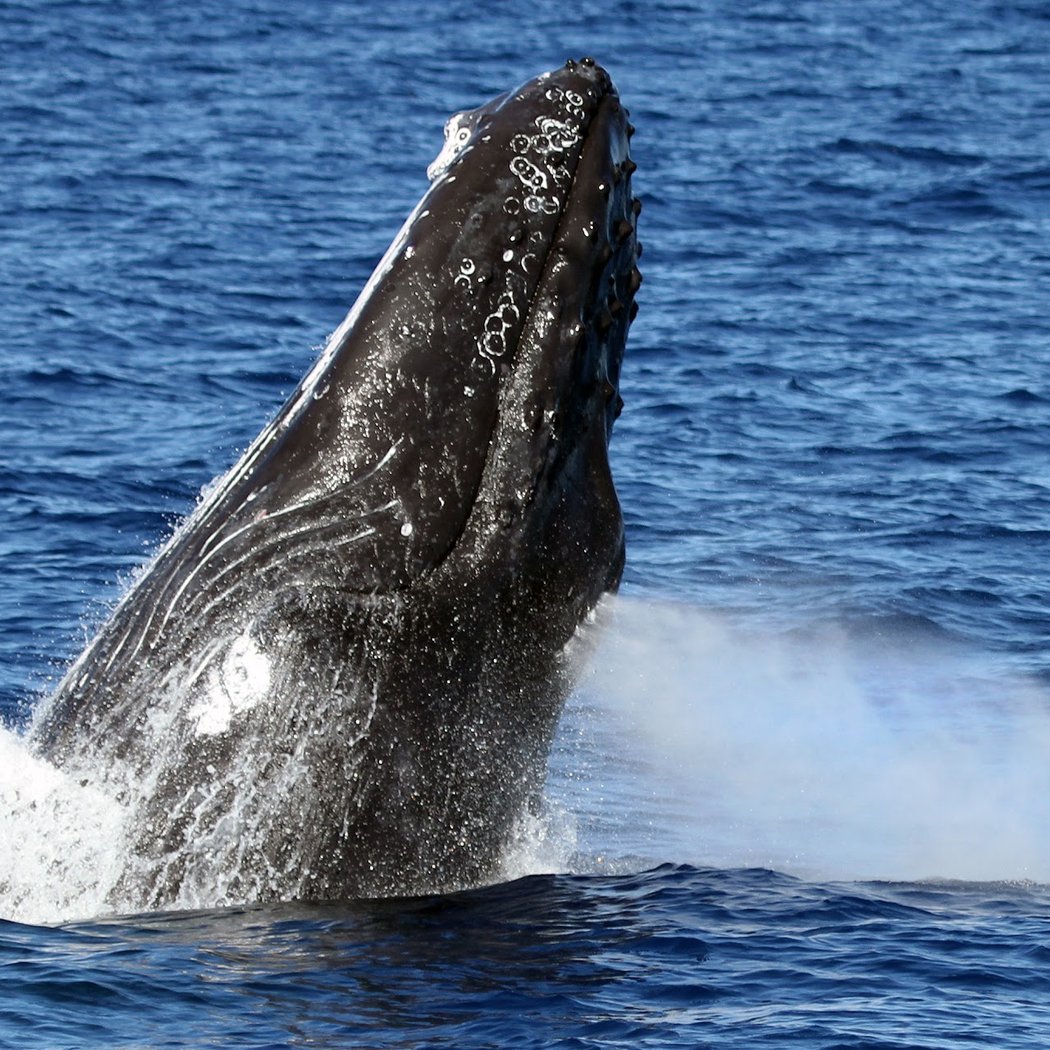 Wild Side Specialty Tours - Small Group Whale Watching, Dolphins Oahu Boat Tours 2