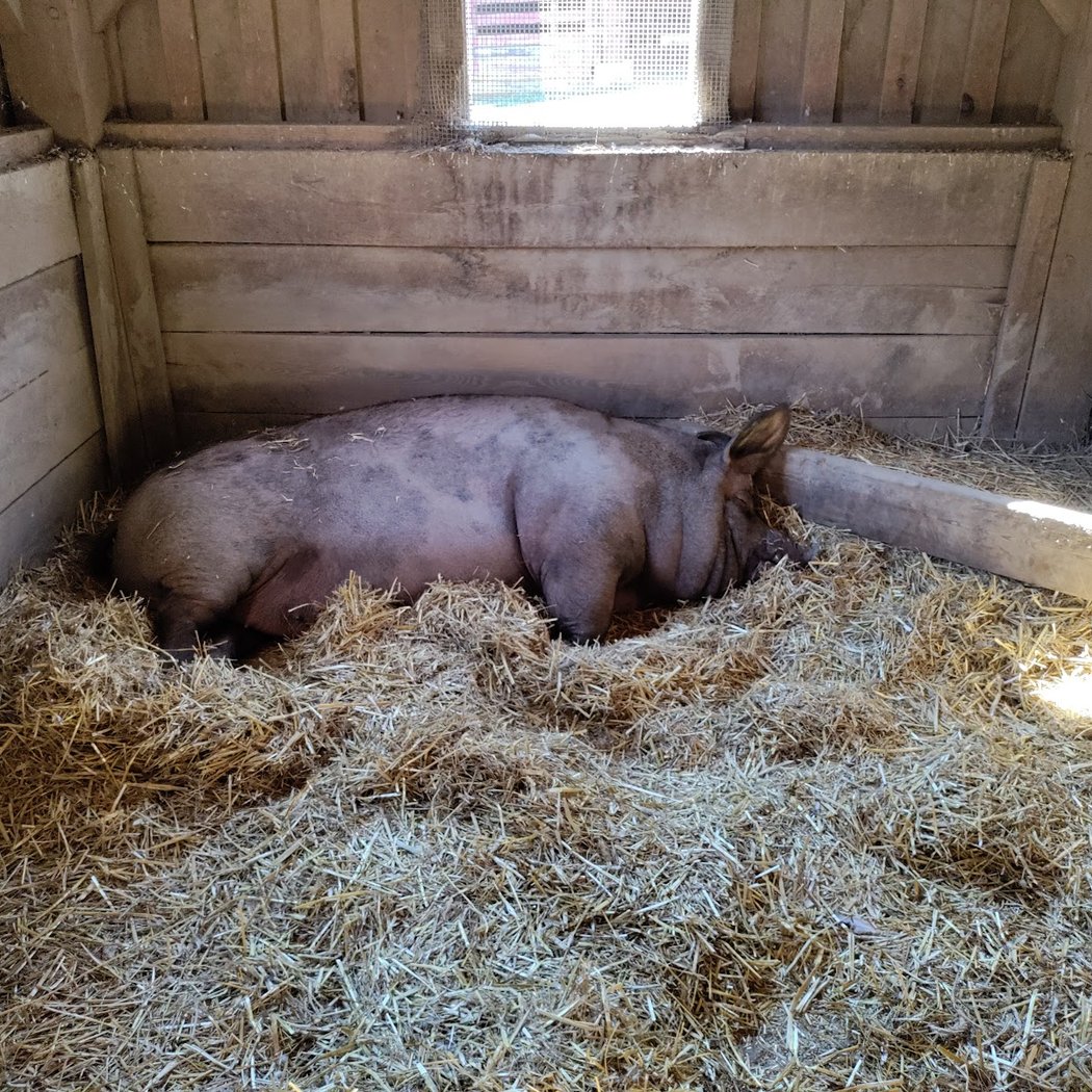 Muscoot Farm 3