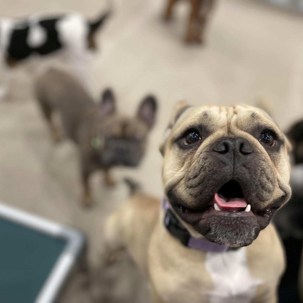 Bark Street - Dog Daycare & Grooming 1